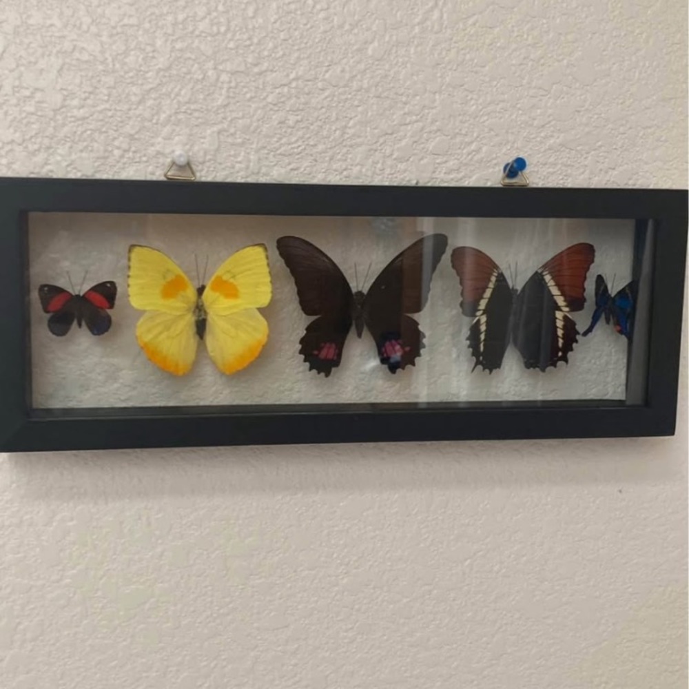 Final Sale! Framed butterfly art